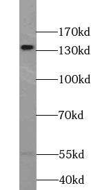 TRERF1 Antibody - BSA Free