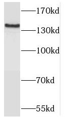 TRAPPC9 Antibody - BSA Free