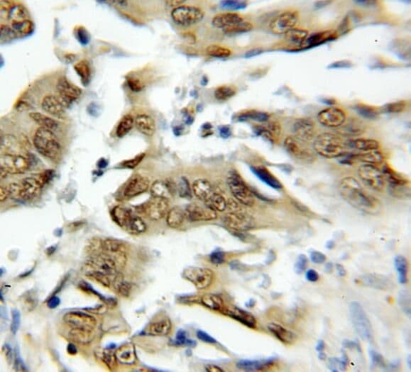 TRAF7 Antibody - BSA Free