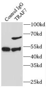 TRAF7 Antibody - BSA Free