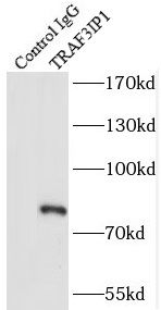 TRAF3IP1 Antibody - BSA Free