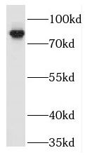 TRAF3IP1 Antibody - BSA Free
