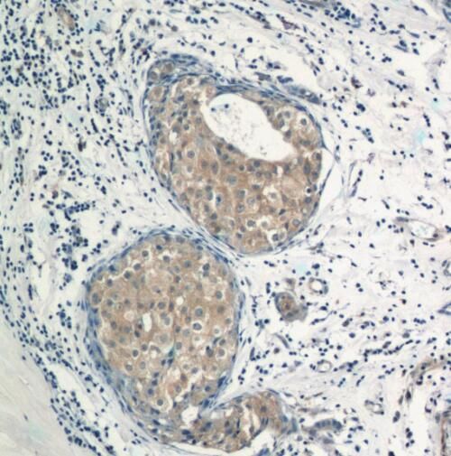 TRAF3IP1 Antibody - BSA Free