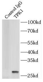 TPK1 Antibody - BSA Free