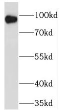 TPCN1 Antibody - BSA Free
