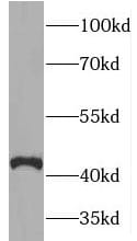 Torsin 2A Antibody - BSA Free