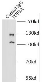 Topoisomerase III alpha Antibody - BSA Free