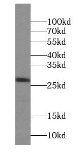 STX10 Antibody - BSA Free