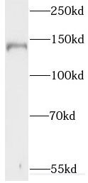 Synaptojanin 1 Antibody - BSA Free