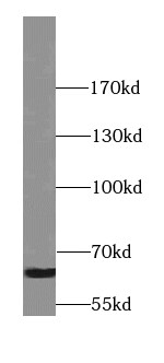 Synaptotagmin 3 Antibody - BSA Free