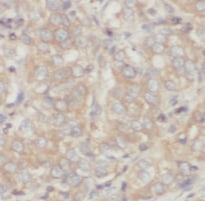 Synaptoporin Antibody - BSA Free