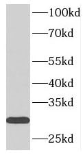 Synaptogyrin 1 Antibody - BSA Free