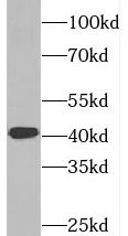 SYCE1 Antibody - BSA Free