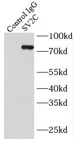 SV2C Antibody - BSA Free