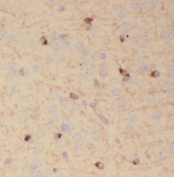 SV2B Antibody - BSA Free