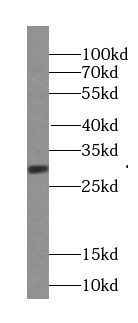 SURF2 Antibody - BSA Free