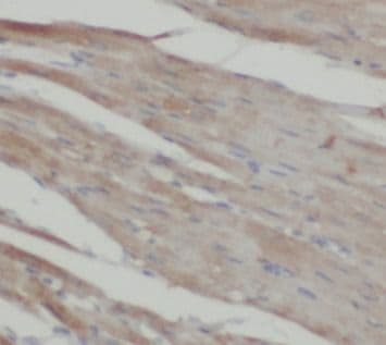 Surf1 Antibody - BSA Free