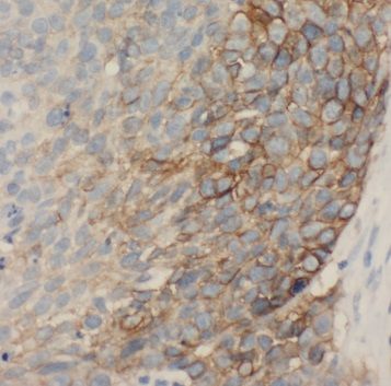 Amisyn Antibody - BSA Free