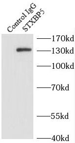 Tomosyn Antibody - BSA Free