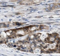 Syntaxin Binding Protein 4 Antibody - BSA Free