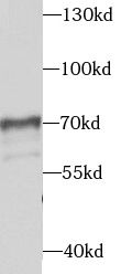 Syntaxin Binding Protein 4 Antibody - BSA Free