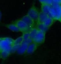 STT3A Antibody - BSA Free