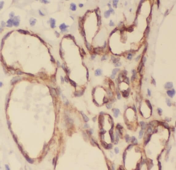 Stomatin-like protein 1 Antibody - BSA Free
