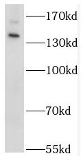STK36 Antibody - BSA Free