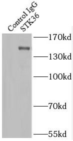 STK36 Antibody - BSA Free