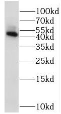 YANK2 Antibody - BSA Free