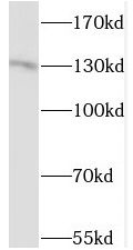 LOK Antibody - BSA Free
