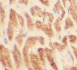 STEAP2 Antibody - BSA Free