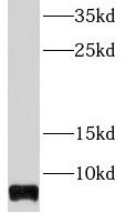 STATH Antibody - BSA Free