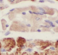 ABRA Antibody - BSA Free