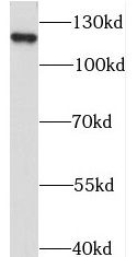 STARD8 Antibody - BSA Free
