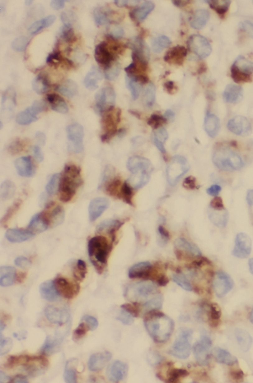 STARD8 Antibody - BSA Free