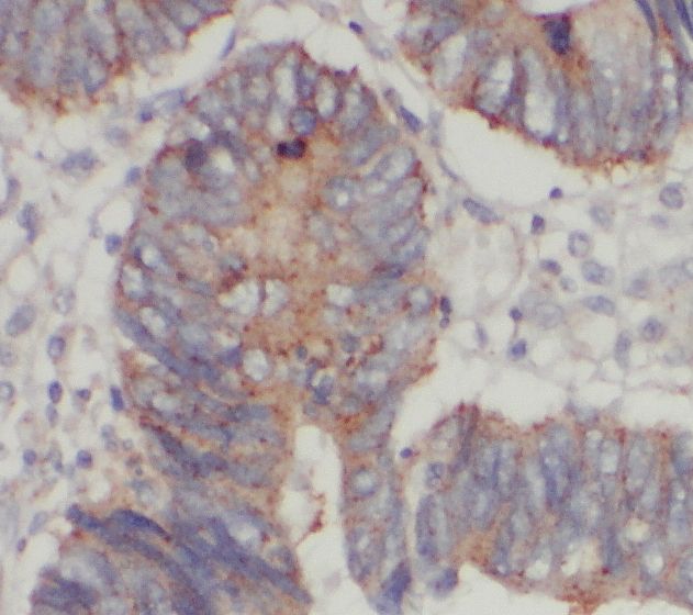 START domain containing 7 Antibody - BSA Free