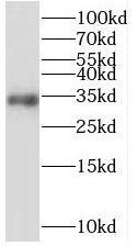 START domain containing 7 Antibody - BSA Free