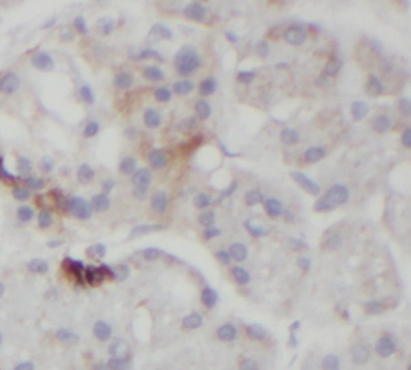 STARD5 Antibody - BSA Free