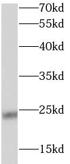STARD5 Antibody - BSA Free