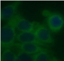 STARD5 Antibody - BSA Free