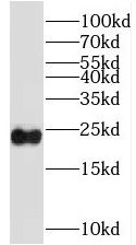 SSX4 Antibody - BSA Free