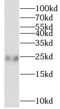 SSX1 Antibody - BSA Free