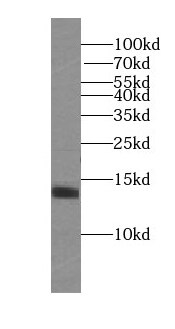 SRXN1 Antibody - BSA Free
