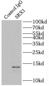 SRXN1 Antibody - BSA Free