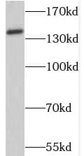 SRRM1 Antibody - BSA Free