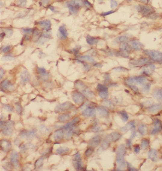 SRP68 Antibody - BSA Free