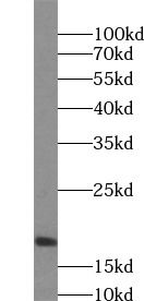 SRP14 Antibody - BSA Free