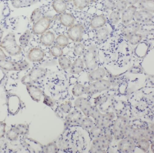 SRGAP2 Antibody - BSA Free