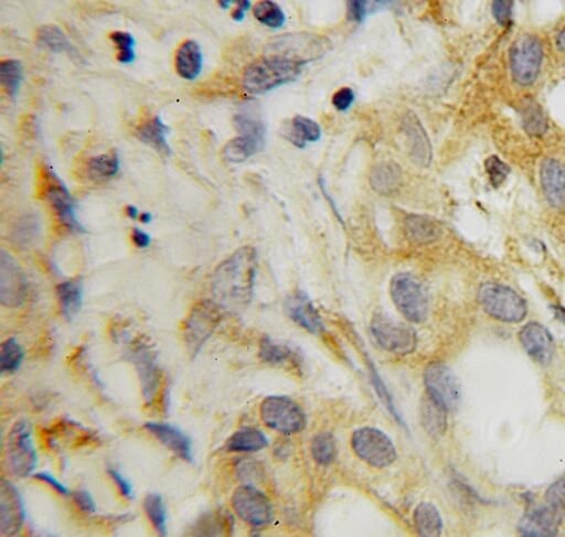 SRFBP1 Antibody - BSA Free
